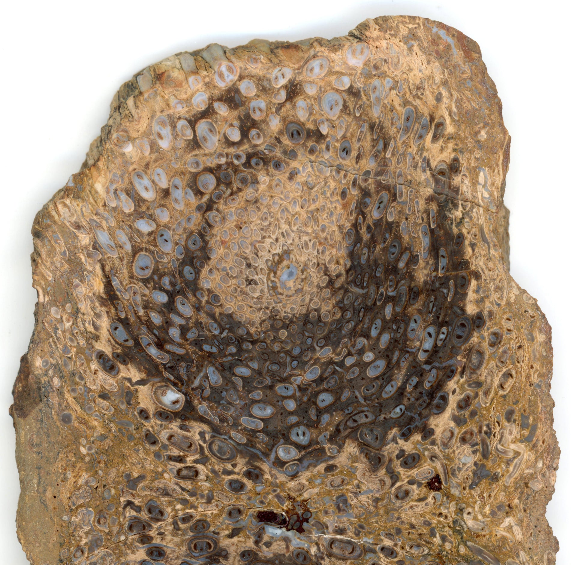 Kapradina jurská zkřemenělá "Osmunda", leštěný plátek, r. 1974 - Supreme Panthers