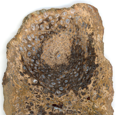 Kapradina jurská zkřemenělá "Osmunda", leštěný plátek, r. 1974 - Supreme Panthers