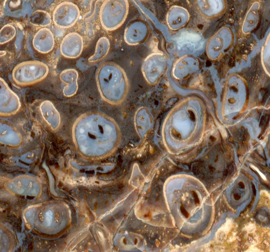 Kapradina jurská zkřemenělá "Osmunda", leštěný plátek, r. 1974 - Supreme Panthers