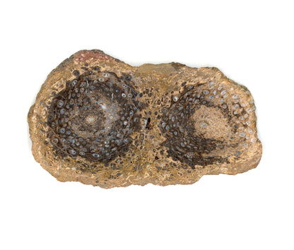 Kapradina jurská zkřemenělá "Osmunda", leštěný plátek, r. 1974 - Supreme Panthers