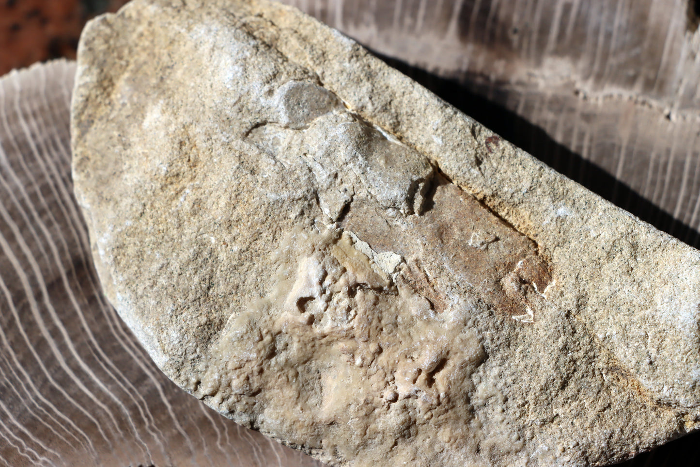 Klepeta Protocallianassa antiqua - Supreme Panthers
