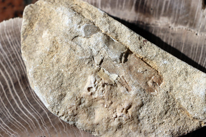 Klepeta Protocallianassa antiqua - Supreme Panthers