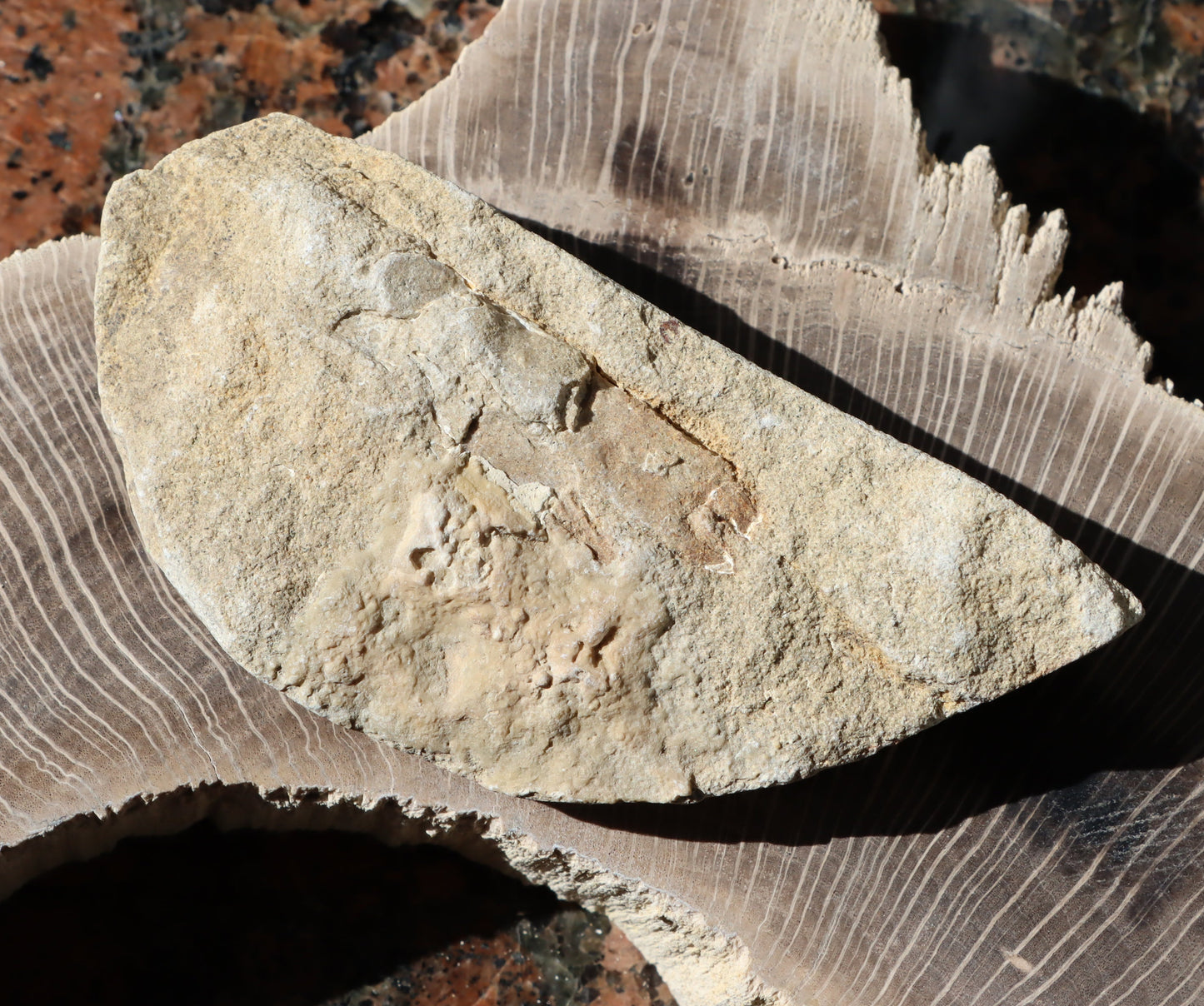 Klepeta Protocallianassa antiqua - Supreme Panthers