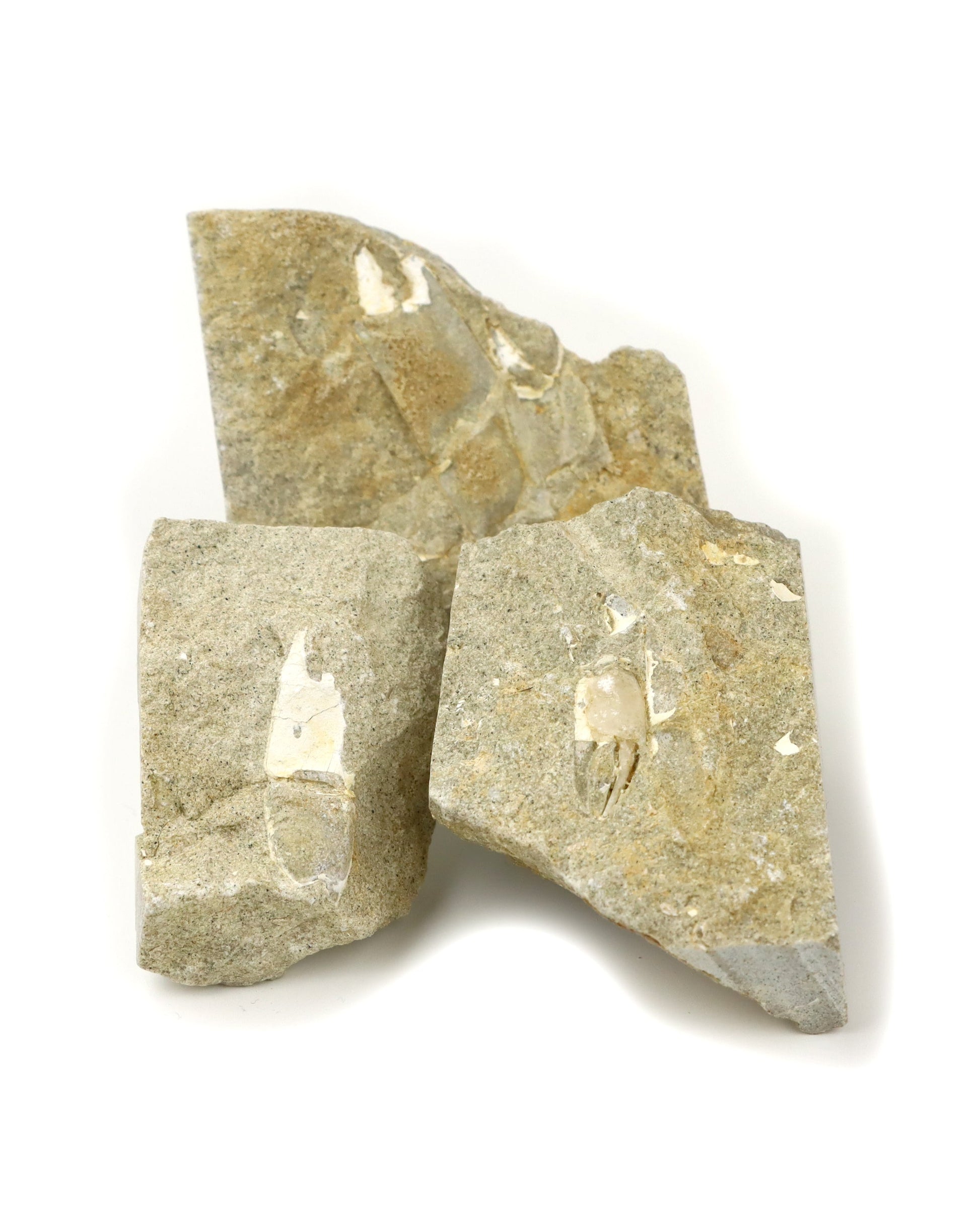 Klepítka Protocallianassa,set 3ks - Supreme Panthers