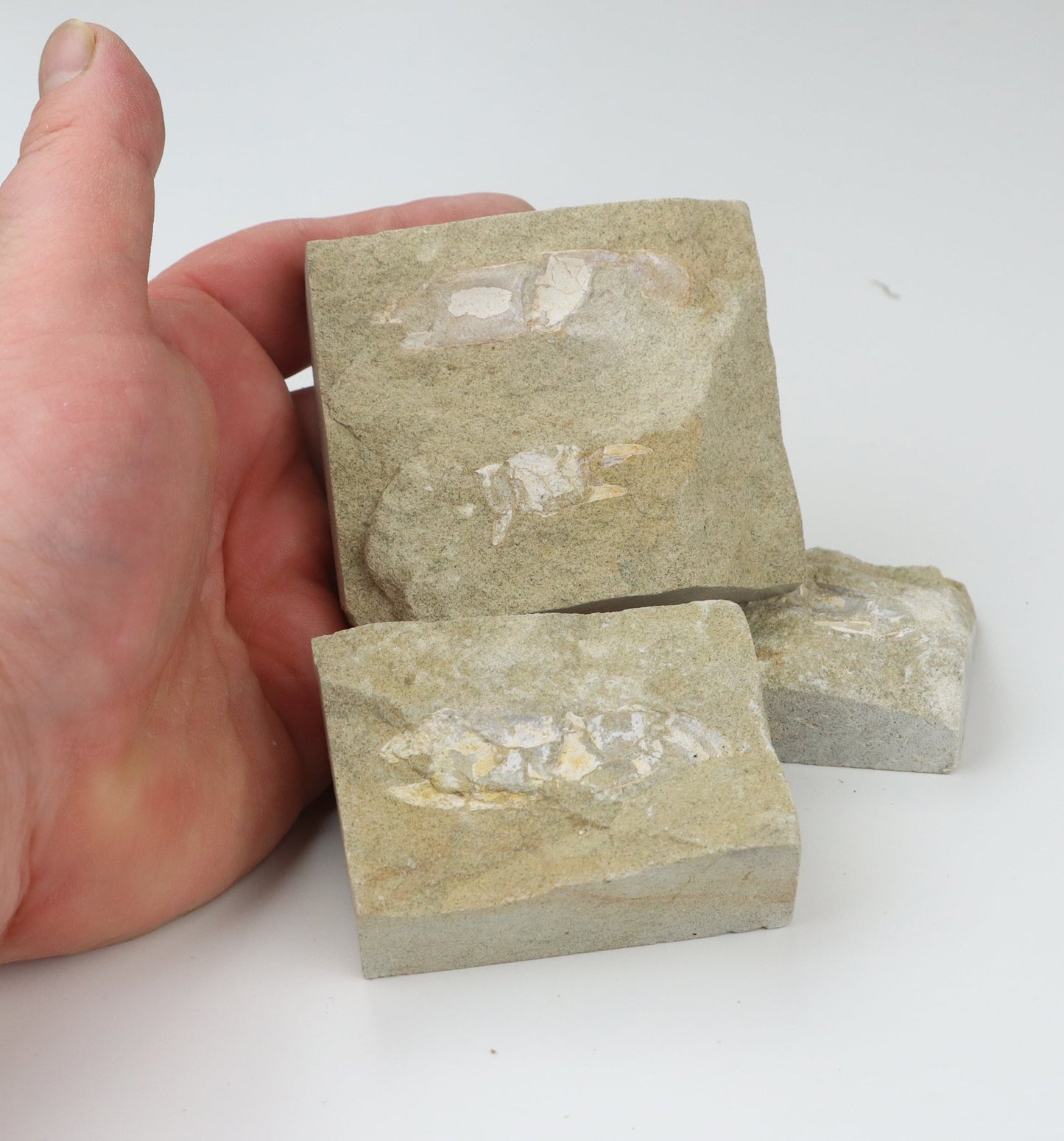 Klepítka Protocallianassa,set 3ks - Supreme Panthers