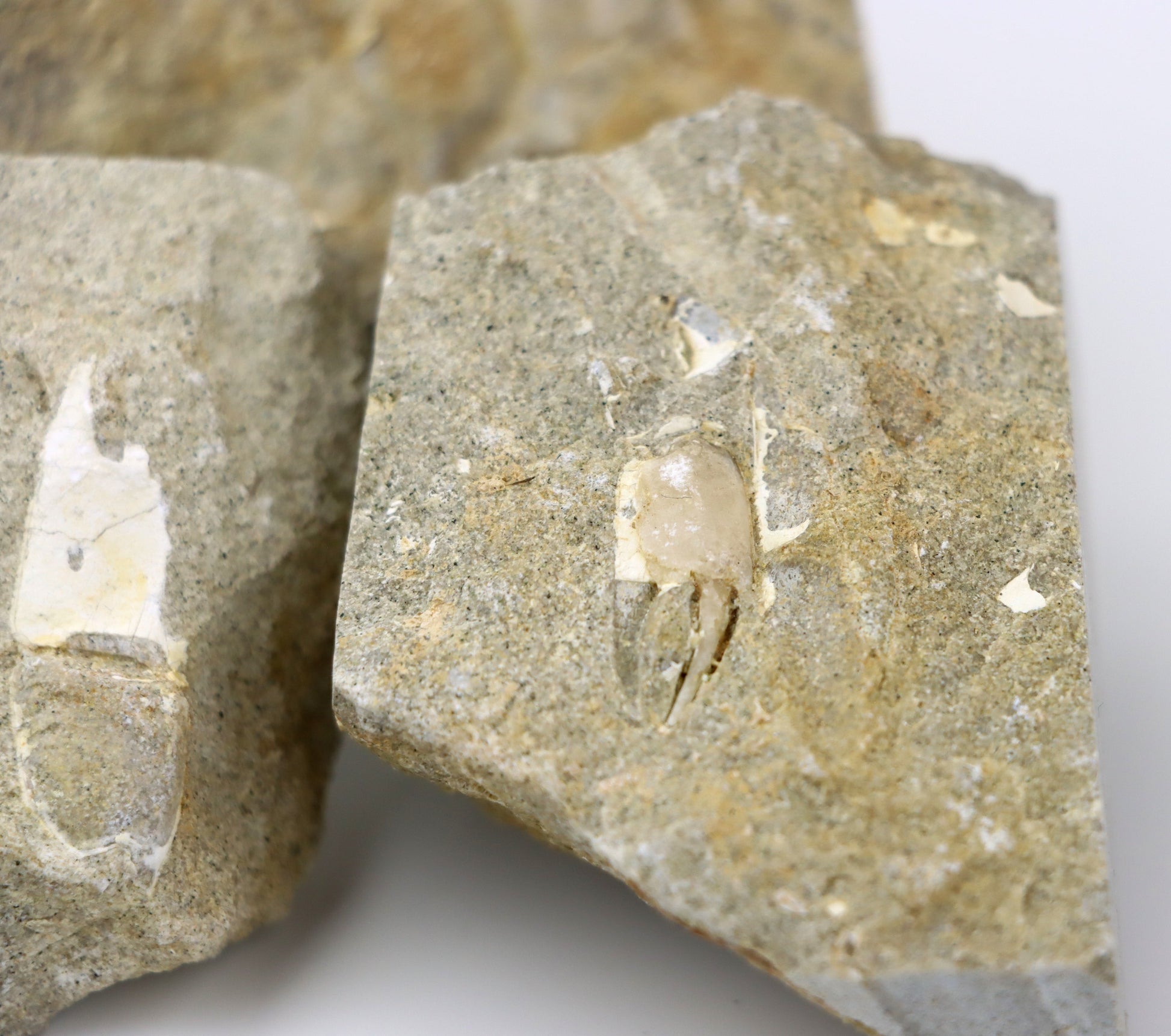 Klepítka Protocallianassa,set 3ks - Supreme Panthers