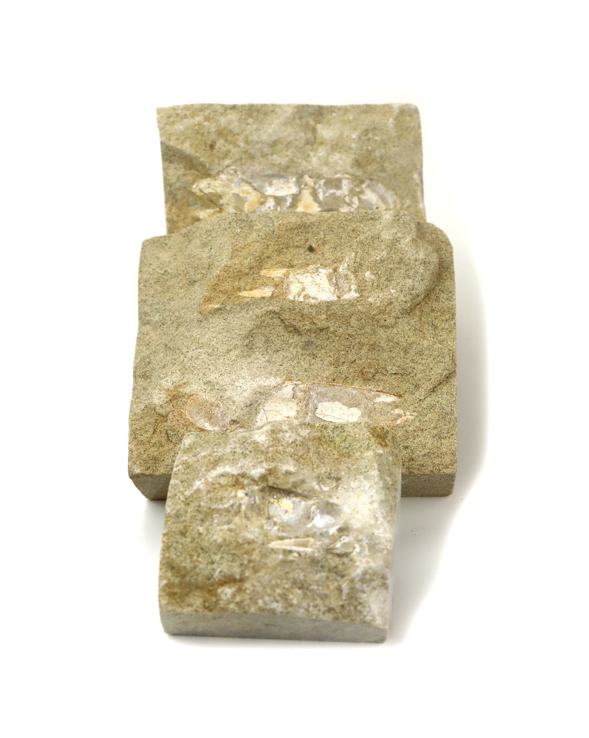 Klepítka Protocallianassa,set 3ks - Supreme Panthers