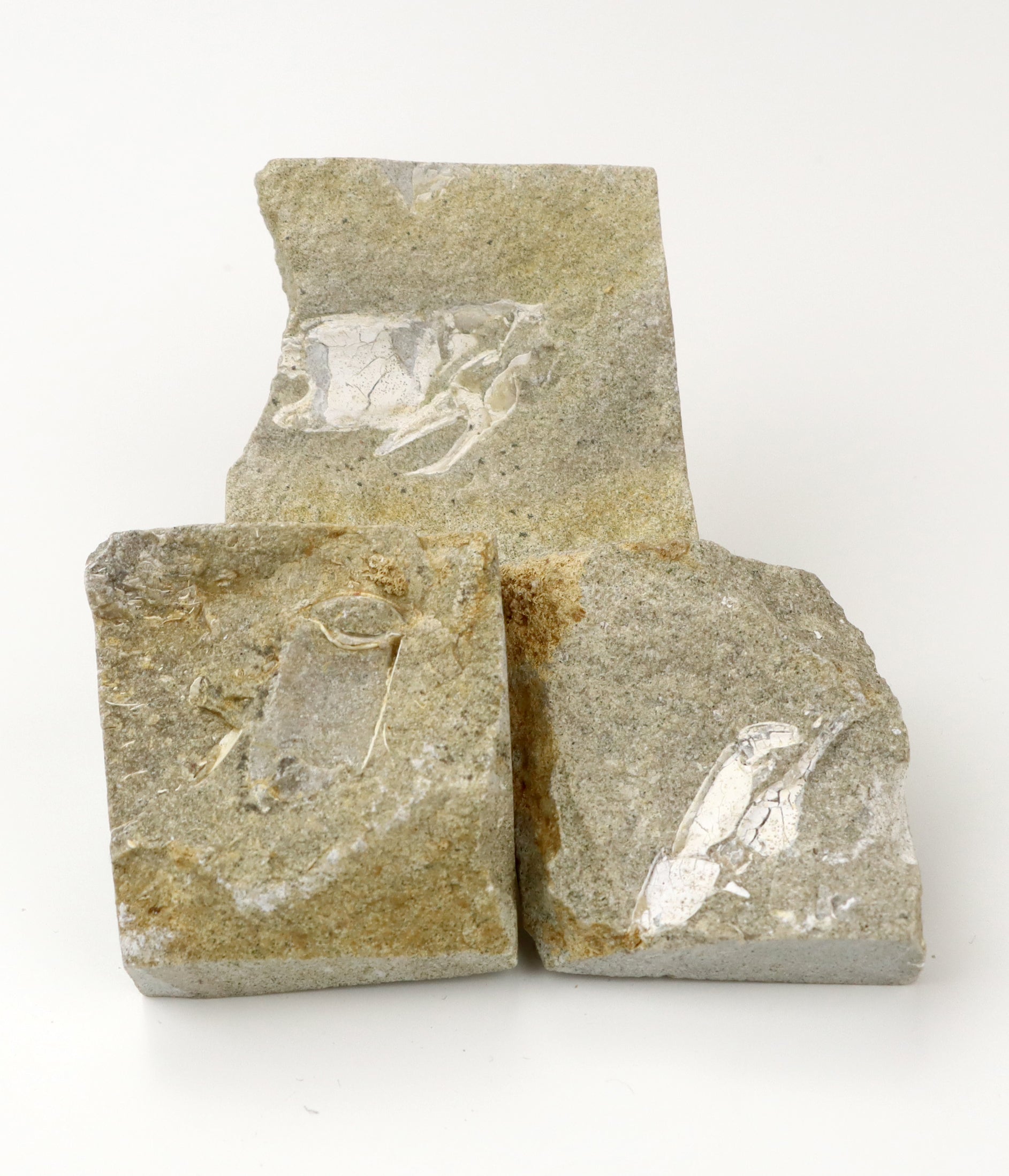 Klepítka Protocallianassa,set 3ks - Supreme Panthers