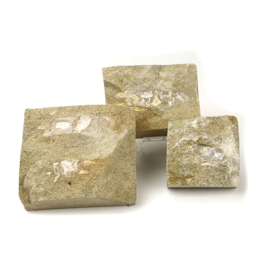 Klepítka Protocallianassa,set 3ks - Supreme Panthers