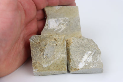 Klepítka Protocallianassa,set 3ks - Supreme Panthers