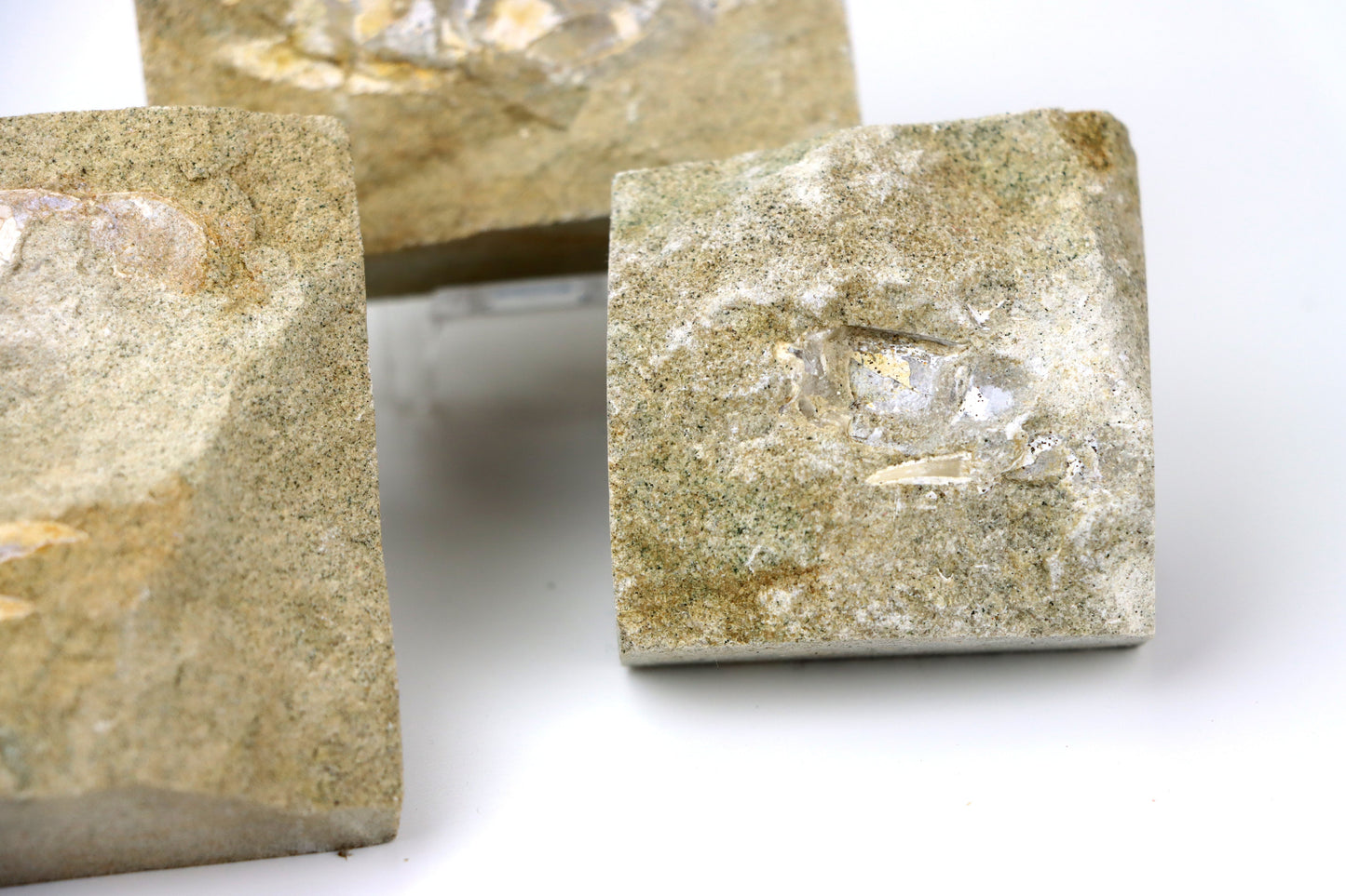 Klepítka Protocallianassa,set 3ks - Supreme Panthers