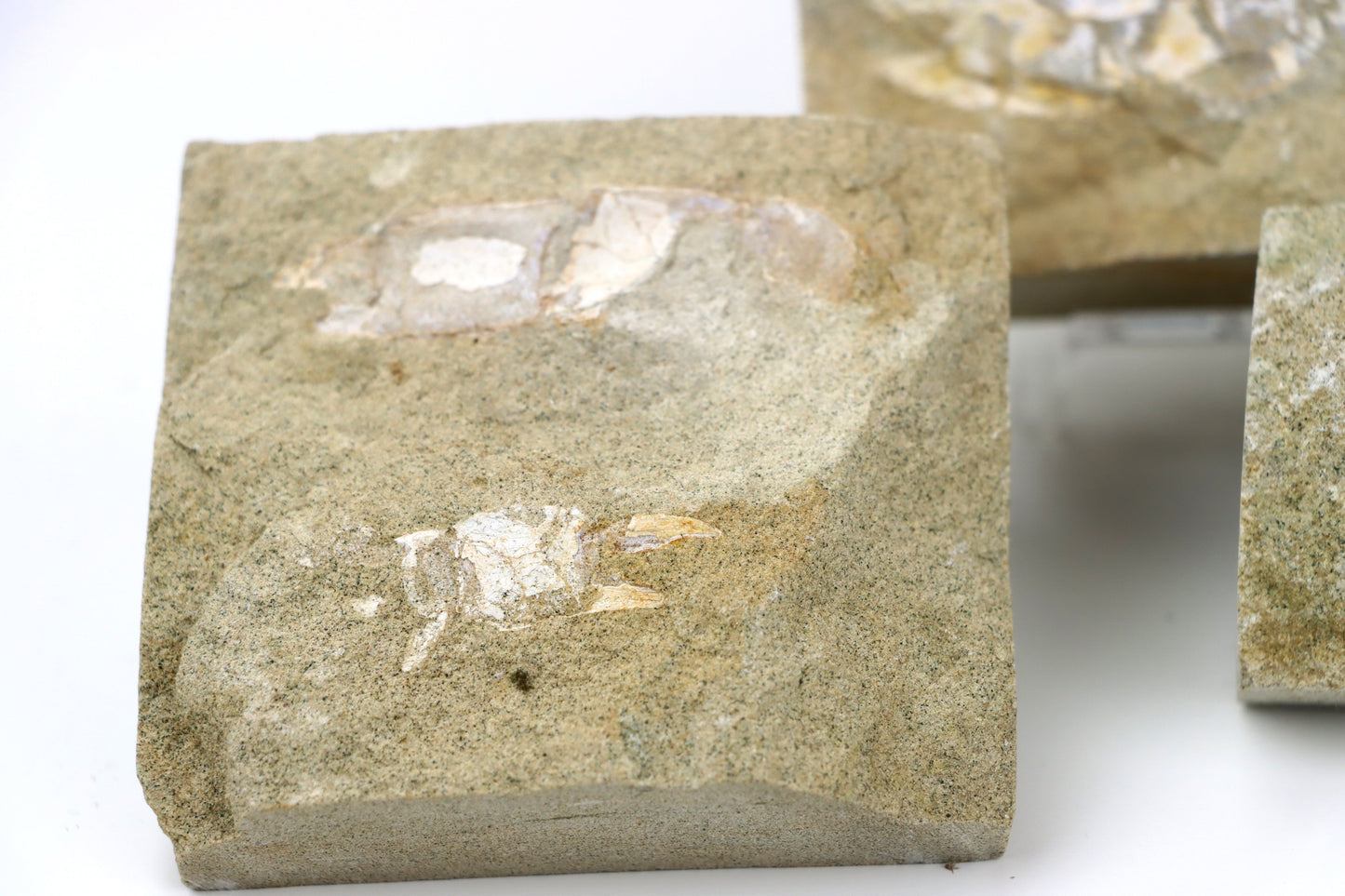 Klepítka Protocallianassa,set 3ks - Supreme Panthers