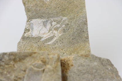 Klepítka Protocallianassa,set 3ks - Supreme Panthers