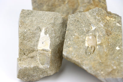 Klepítka Protocallianassa,set 3ks - Supreme Panthers