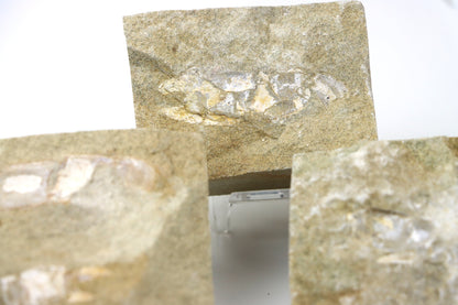 Klepítka Protocallianassa,set 3ks - Supreme Panthers