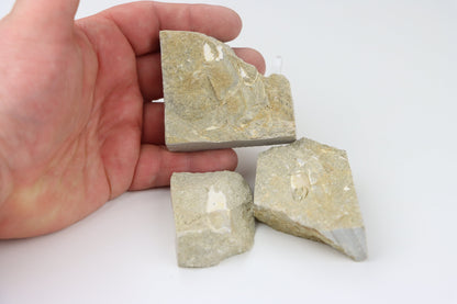 Klepítka Protocallianassa,set 3ks - Supreme Panthers