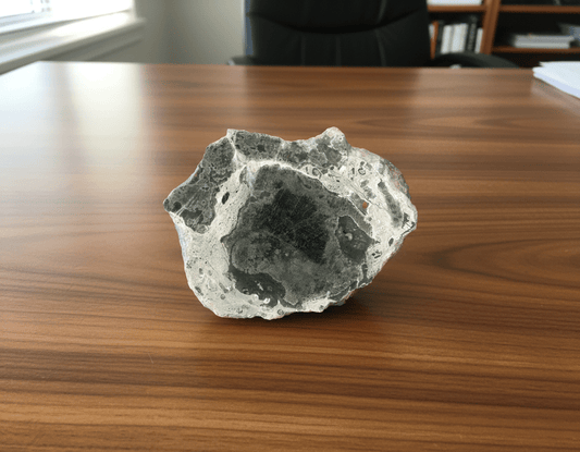 Kolonie deskatého korálu - Supreme Panthers