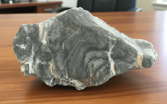 Kolonie deskatého korálu - Supreme Panthers