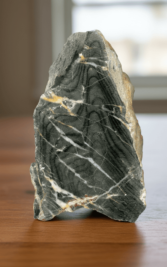 Kolonie deskatého korálu, devon, Moravský kras - Supreme Panthers