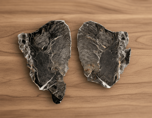 Kolonie deskatých korálů rodu Alveolites a Thamnopora, Moravský kras - Supreme Panthers