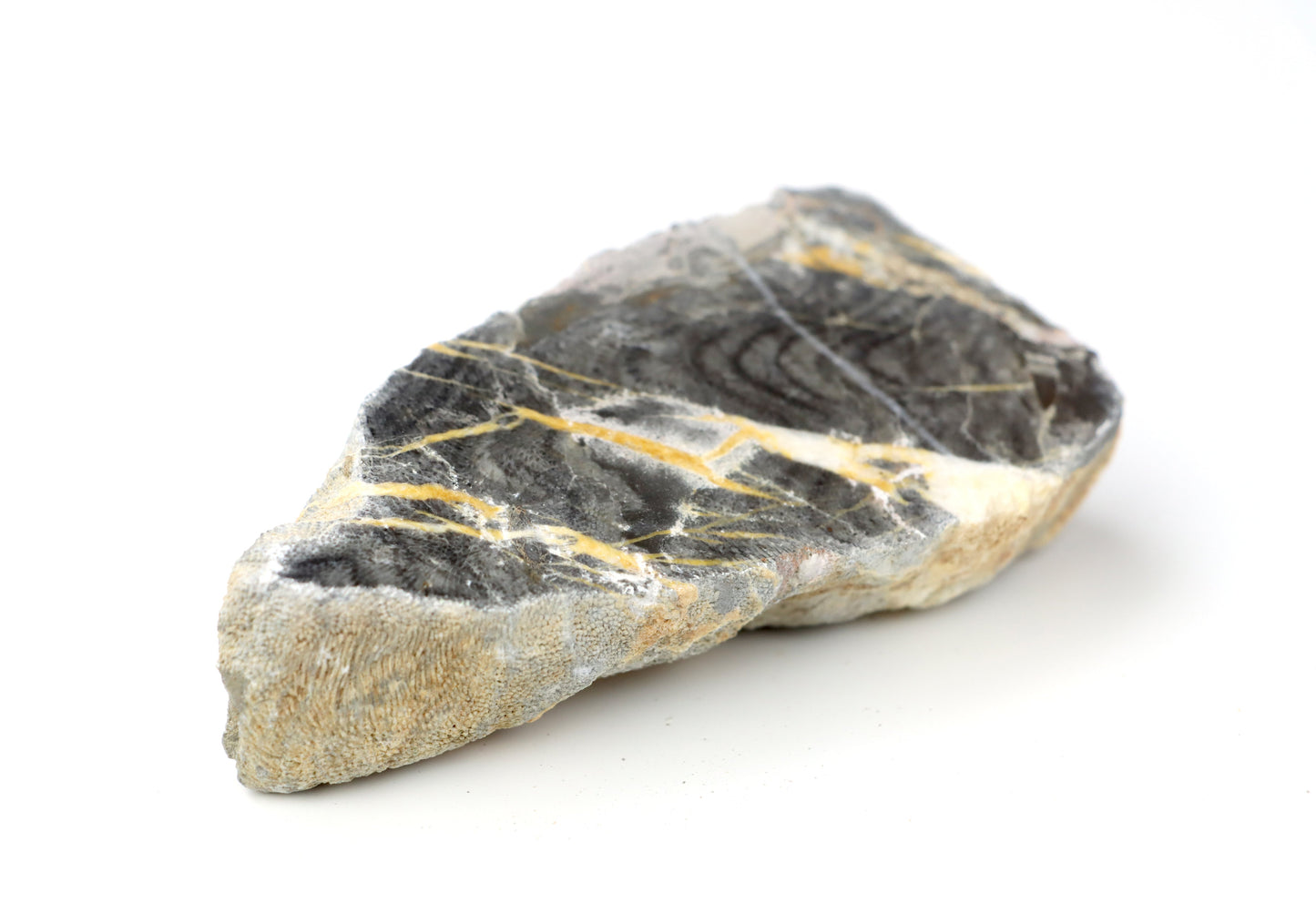 Korál deskatý leštěný - Supreme Panthers