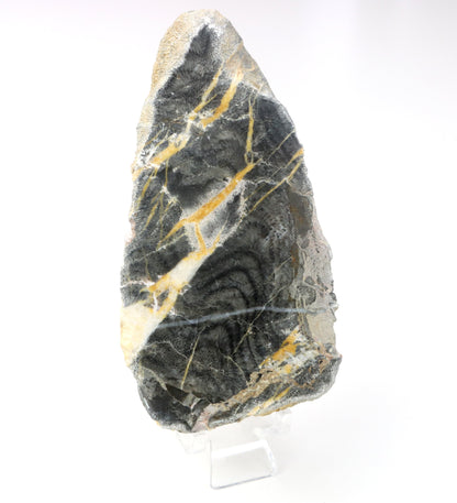 Korál deskatý leštěný - Supreme Panthers