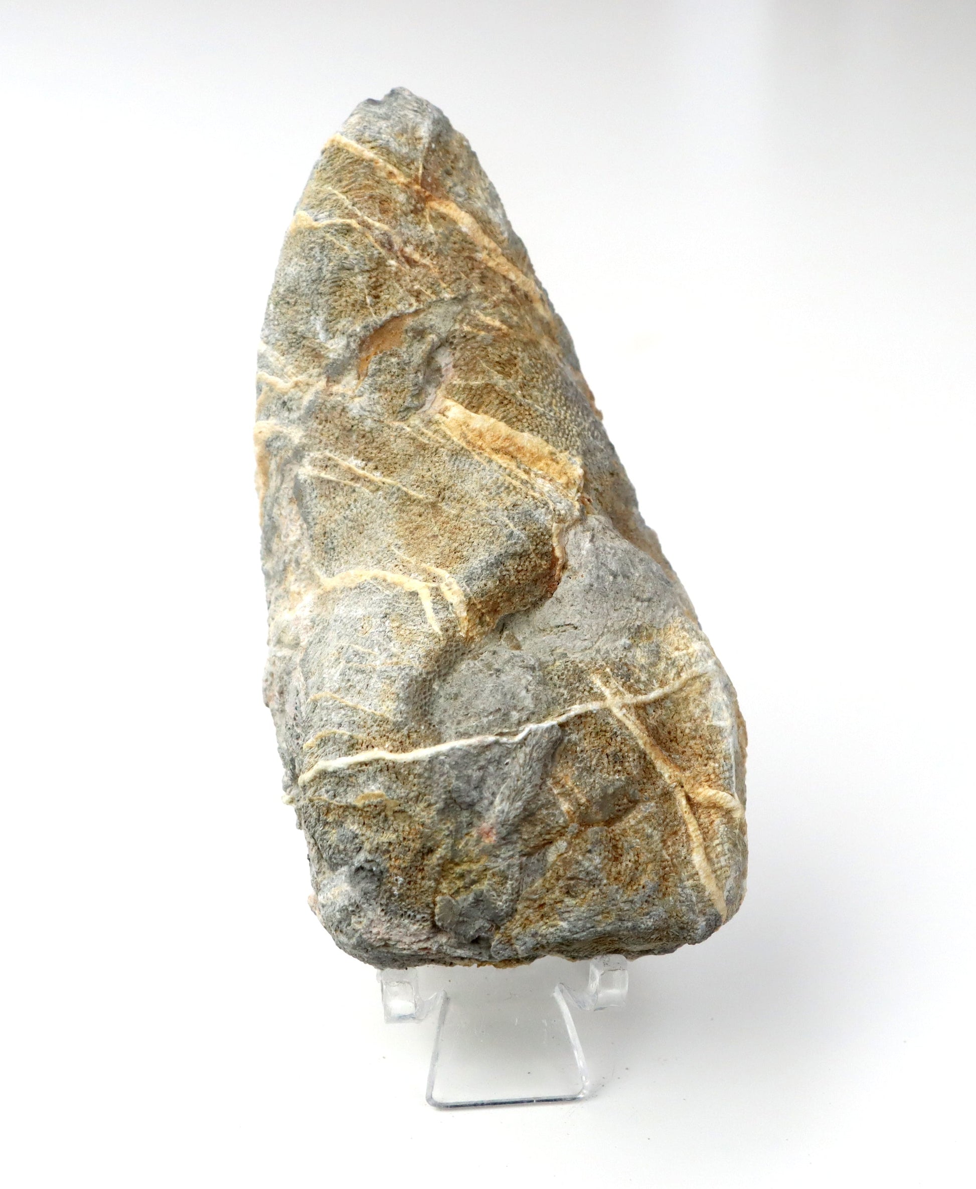 Korál deskatý leštěný - Supreme Panthers