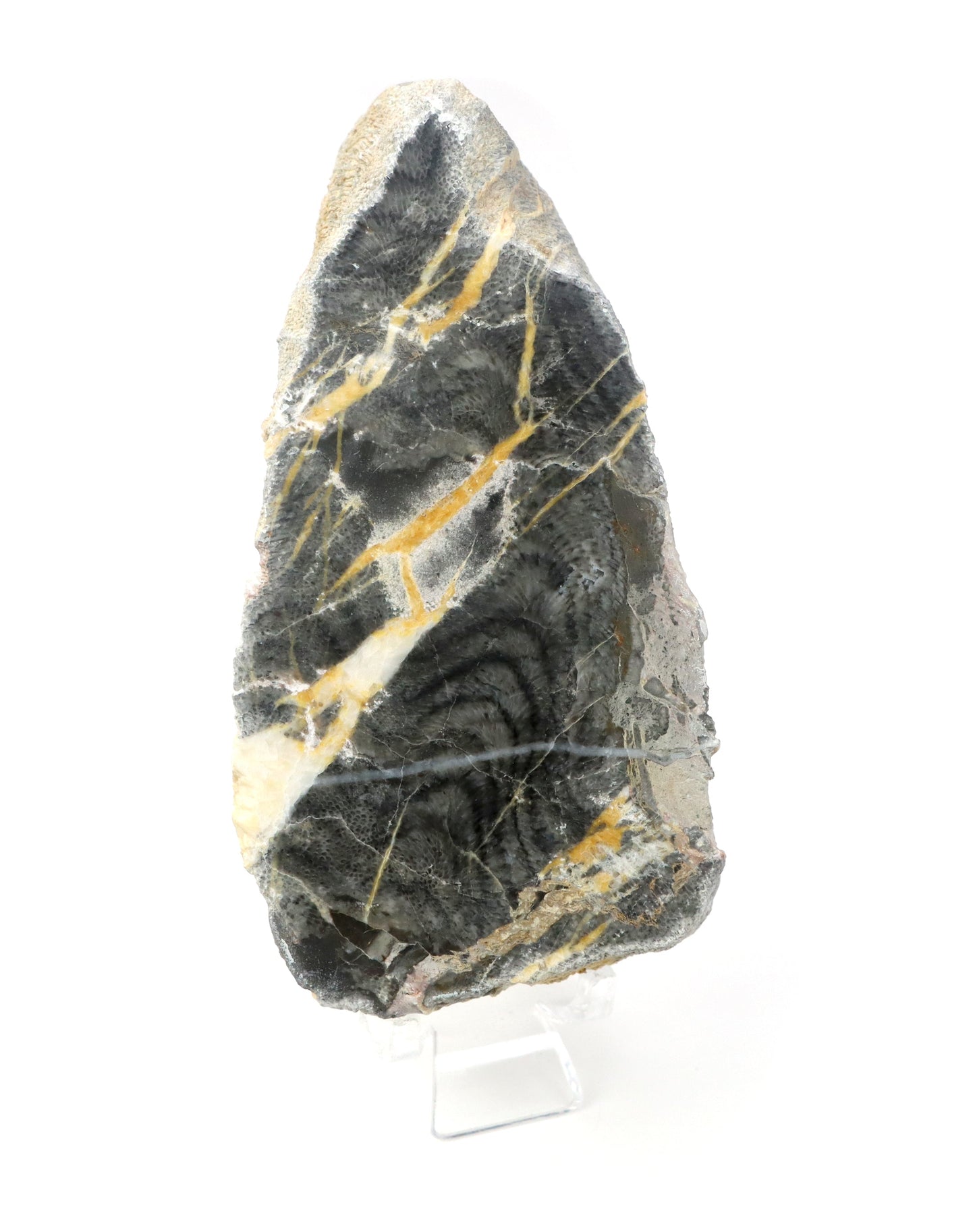 Korál deskatý leštěný - Supreme Panthers