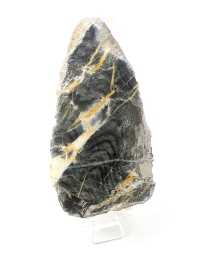 Korál deskatý leštěný - Supreme Panthers