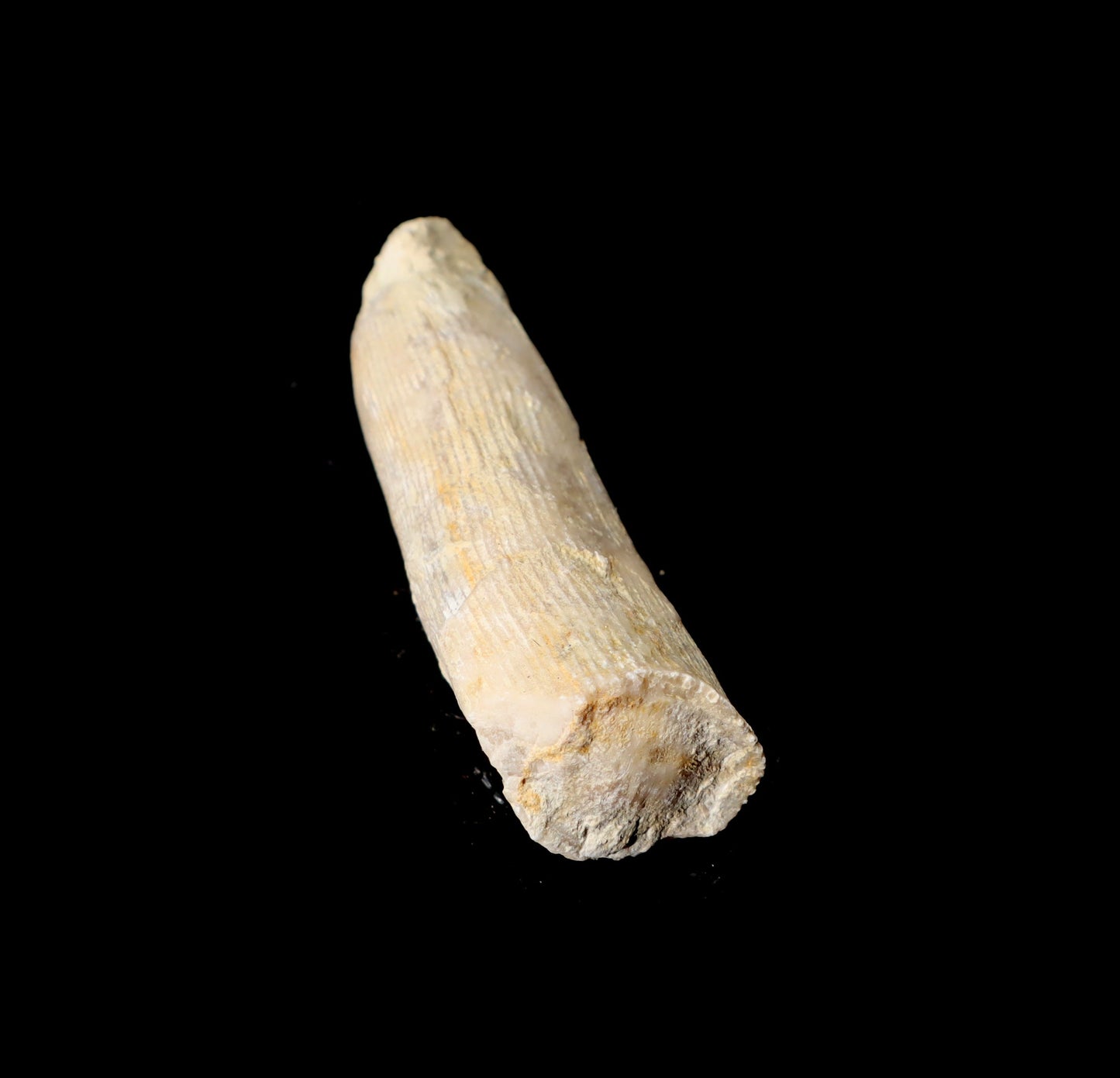 Korál solitérní - Supreme Panthers