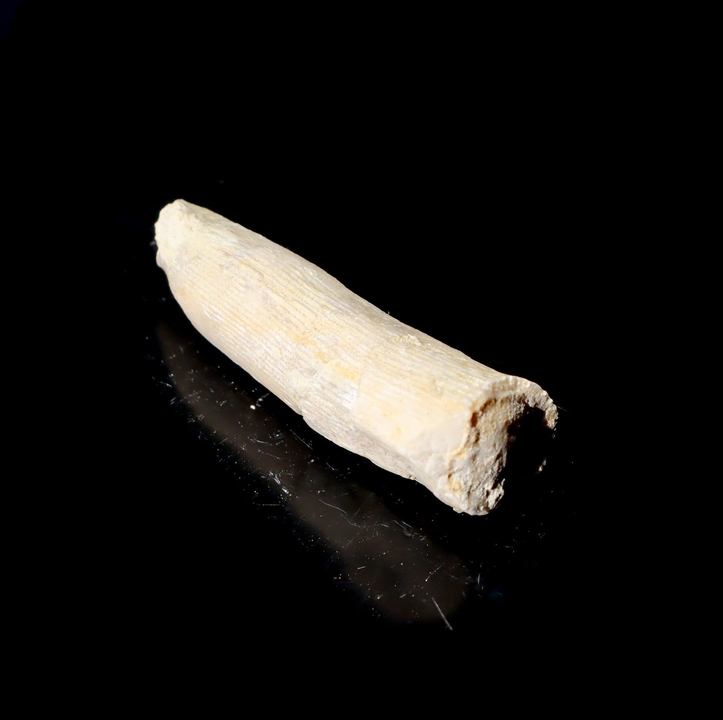 Korál solitérní - Supreme Panthers