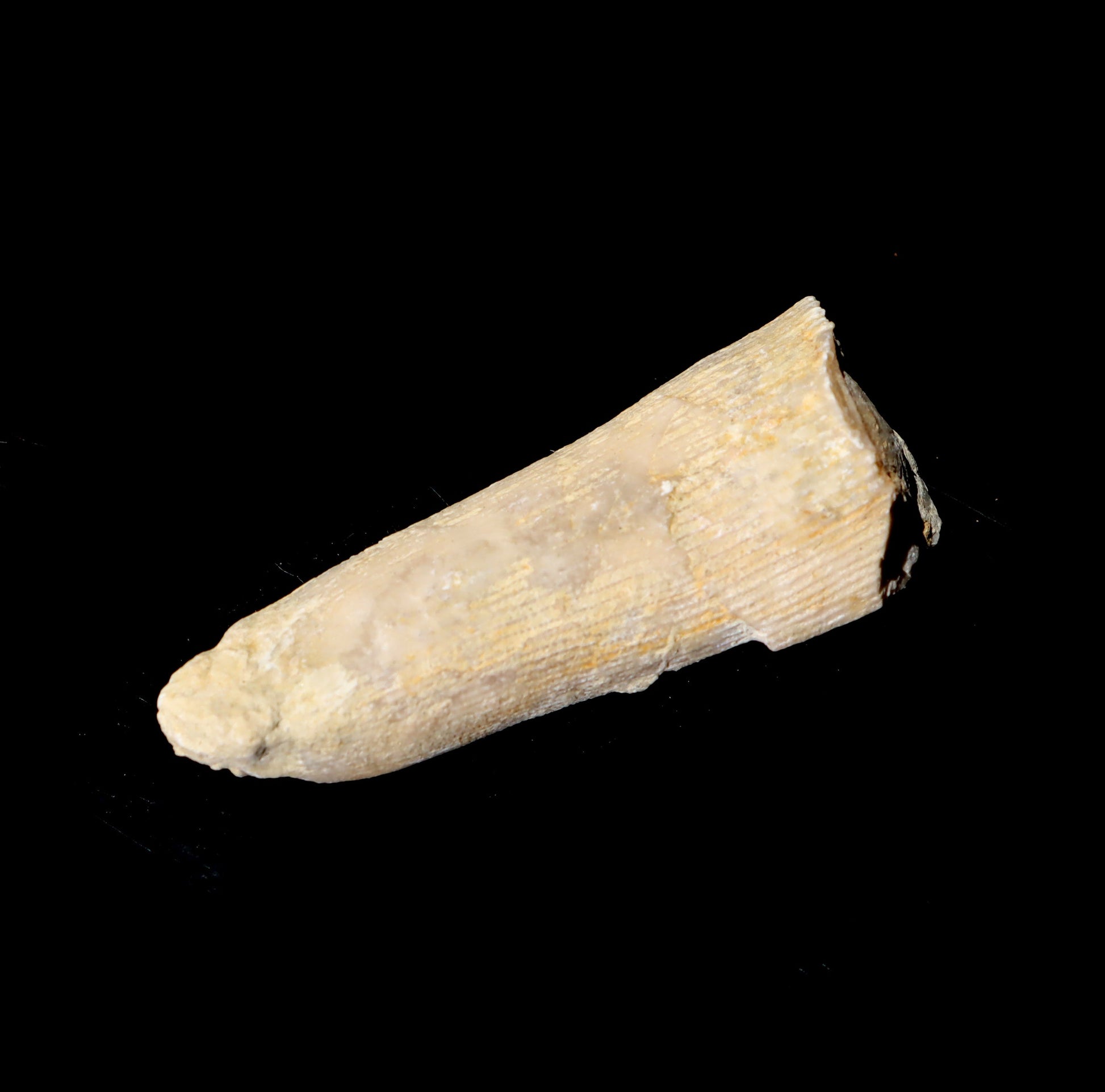 Korál solitérní - Supreme Panthers