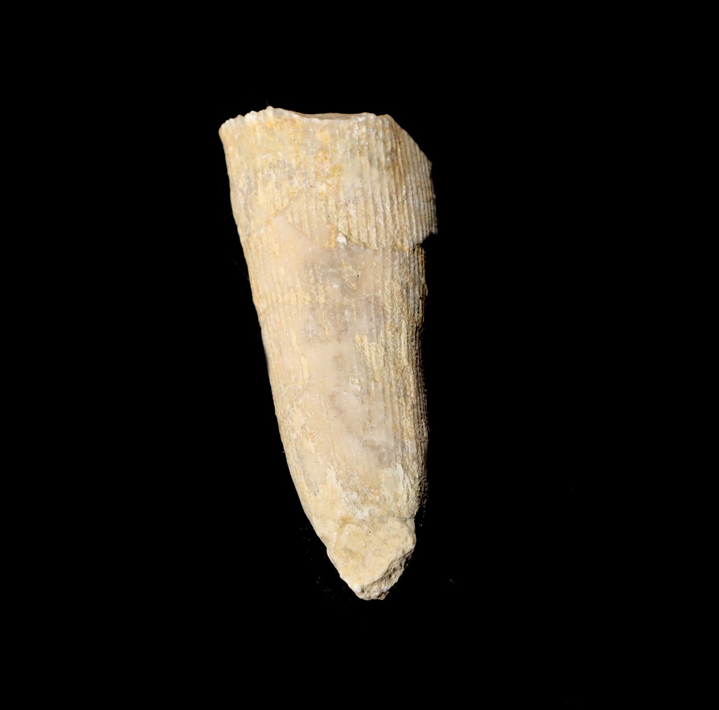 Korál solitérní - Supreme Panthers