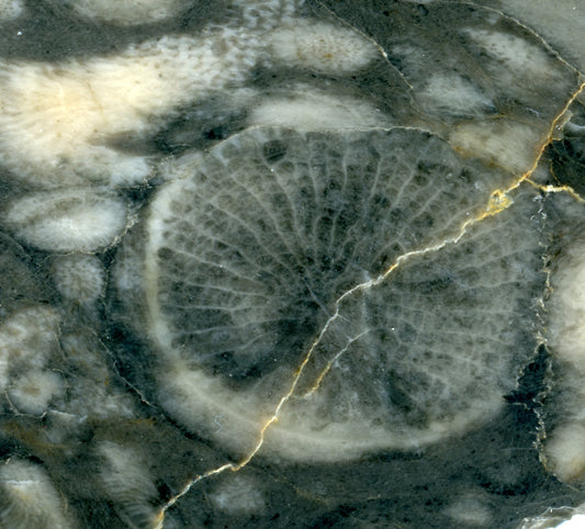 Korály a stromatopory ve vápenci - Supreme Panthers