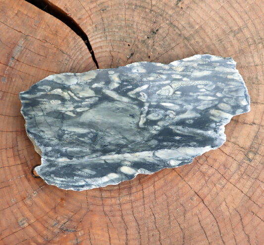 Korály a stromatopory ve vápenci - Supreme Panthers