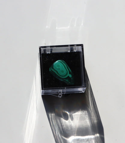 Krabička plastová velká s černým dnem - Supreme Panthers