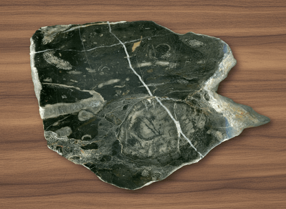 Lažánecký vápenec s deskatými a drsnatými korály, Moravský kras - Supreme Panthers