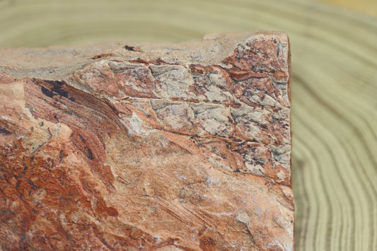 Lepidodendron kůra listy - Supreme Panthers