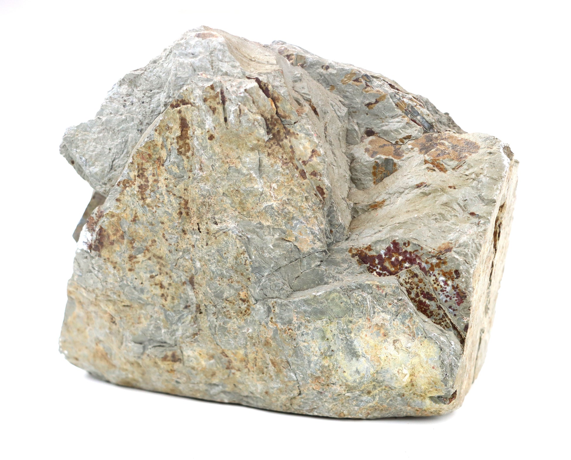 Lepidodendron/plavuň v uhelném lupku r. 2015 - Supreme Panthers