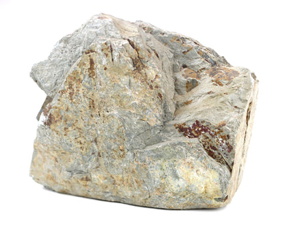 Lepidodendron/plavuň v uhelném lupku r. 2015 - Supreme Panthers