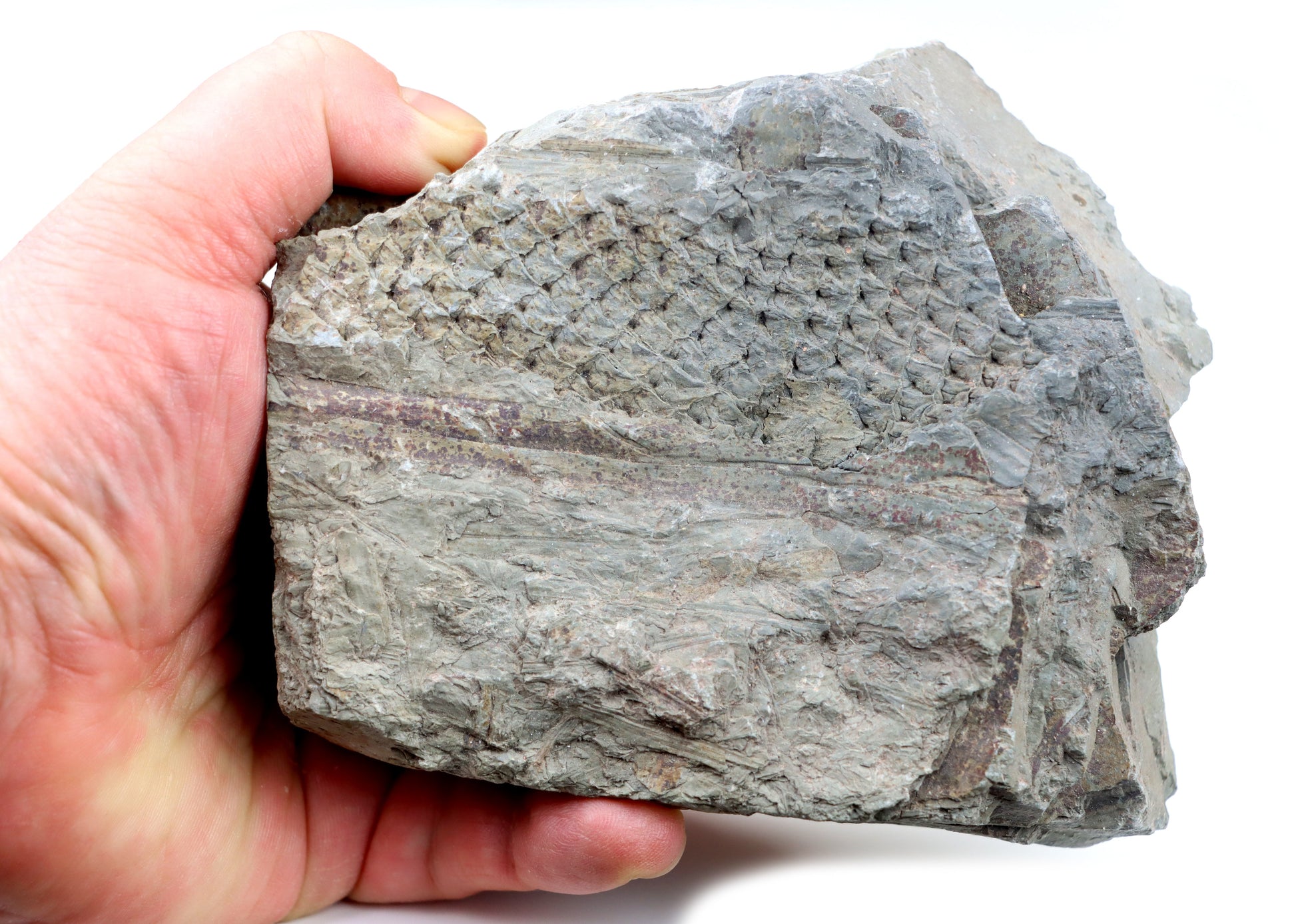 Lepidodendron/plavuň v uhelném lupku r. 2015 - Supreme Panthers