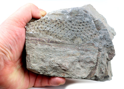 Lepidodendron/plavuň v uhelném lupku r. 2015 - Supreme Panthers