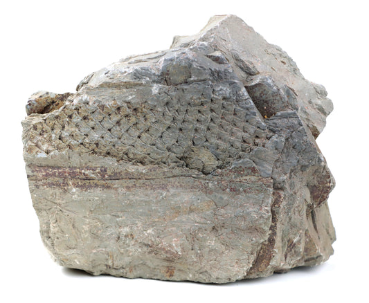 Lepidodendron/plavuň v uhelném lupku r. 2015 - Supreme Panthers