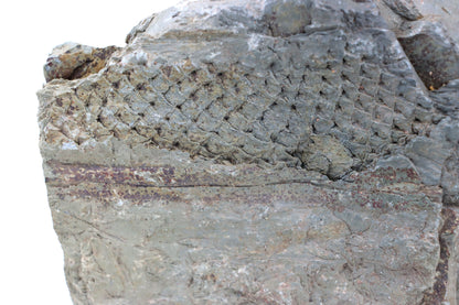 Lepidodendron/plavuň v uhelném lupku r. 2015 - Supreme Panthers