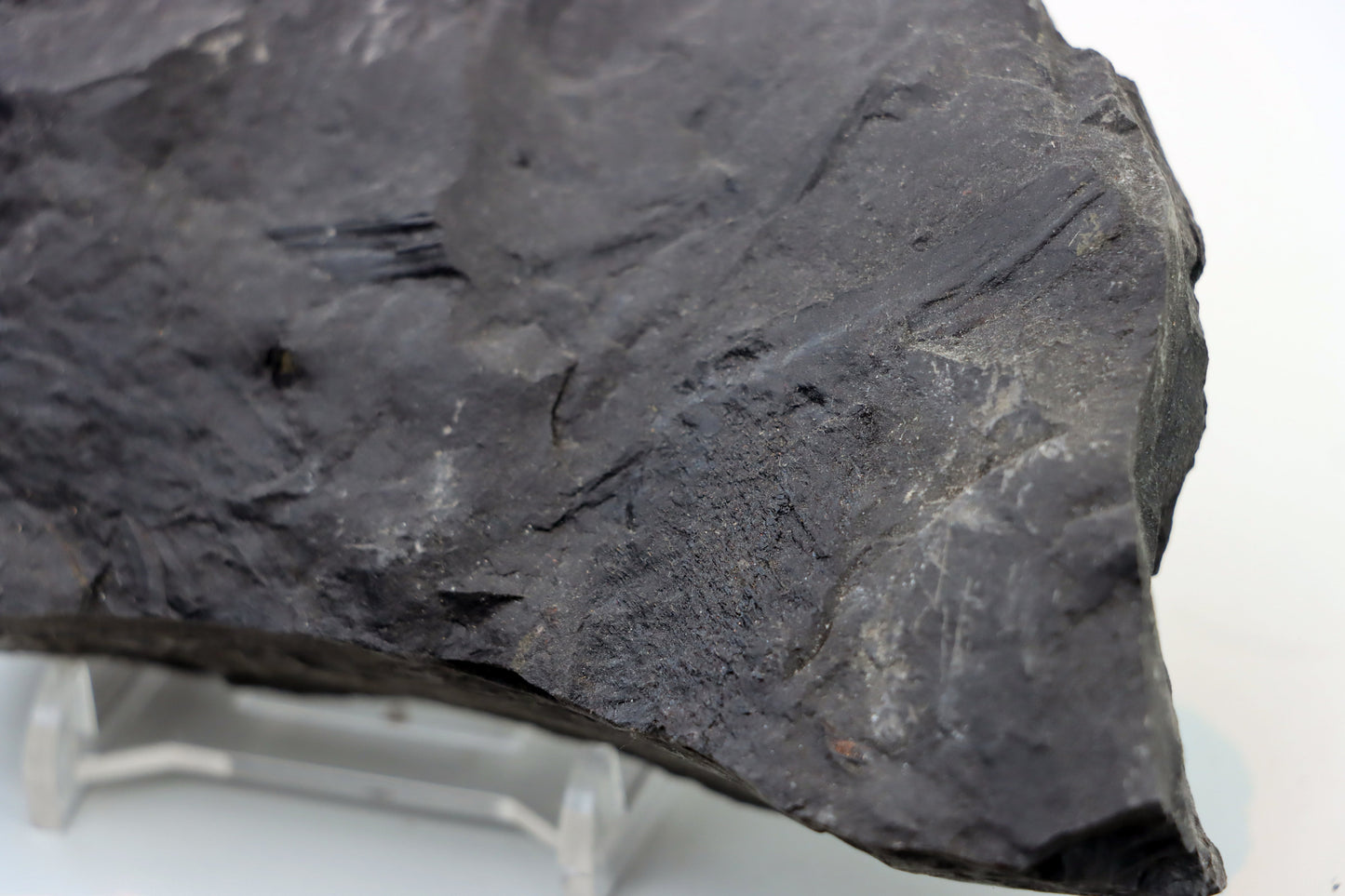 Lepidophloios laricinus s pyritem - Supreme Panthers