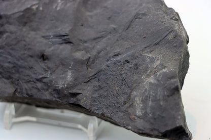 Lepidophloios laricinus s pyritem - Supreme Panthers