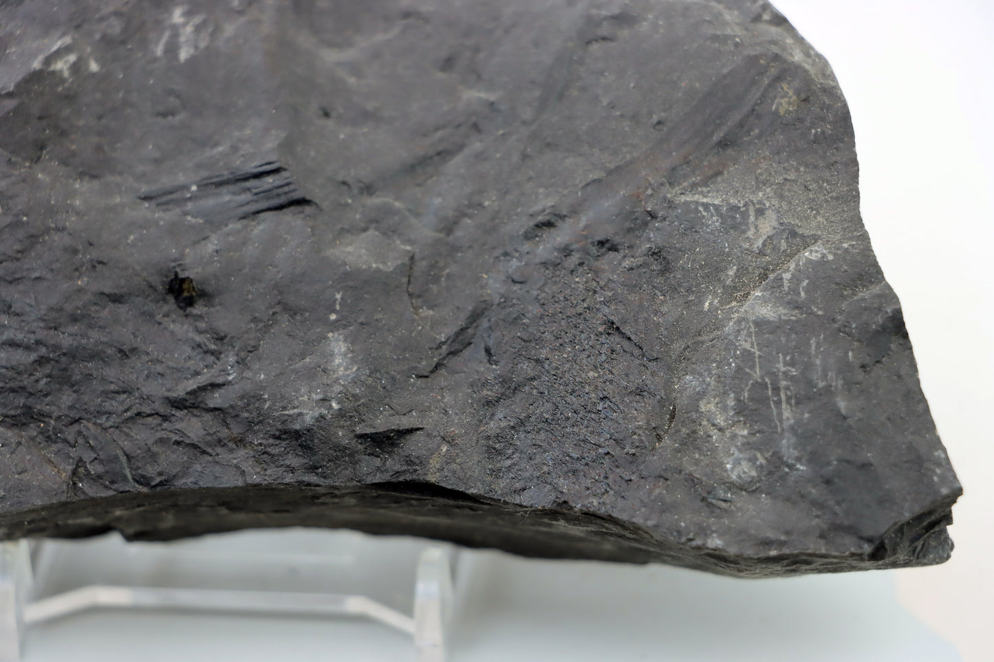 Lepidophloios laricinus s pyritem - Supreme Panthers