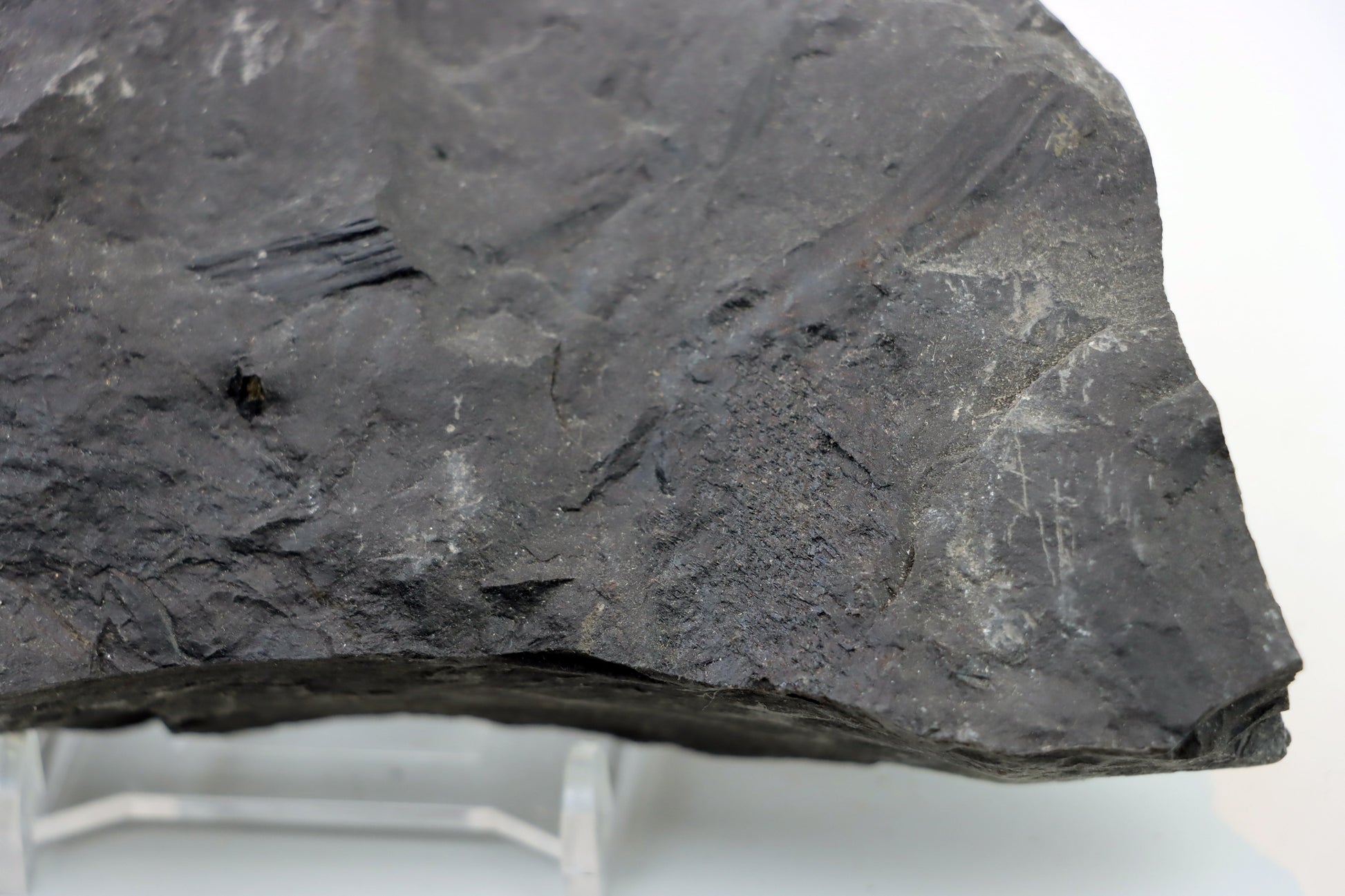 Lepidophloios laricinus s pyritem - Supreme Panthers
