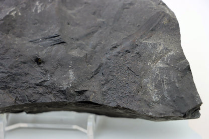 Lepidophloios laricinus s pyritem - Supreme Panthers