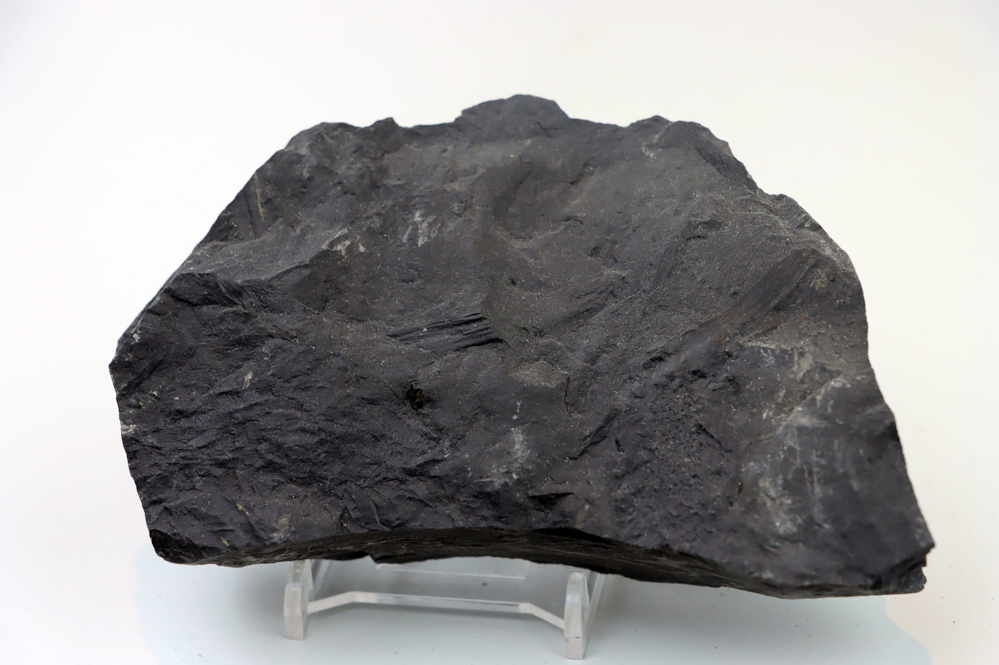 Lepidophloios laricinus s pyritem - Supreme Panthers